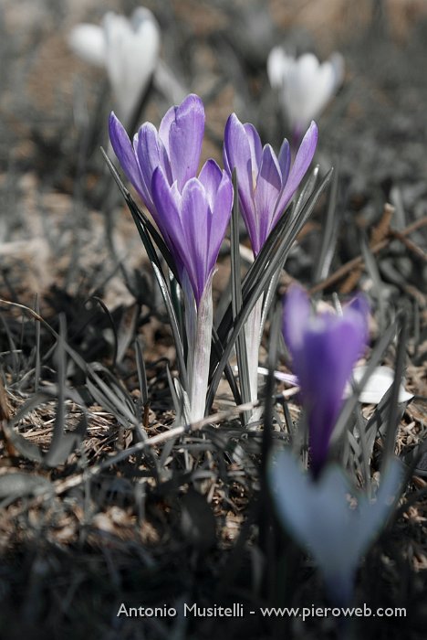 01 Crocus.jpg